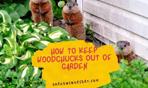 how to keep woodchucks out of garden