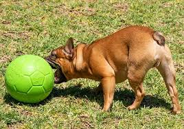 4 best dog proof soccer for dogs