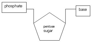 This the shape of a Nucleic Acid 
Molecule