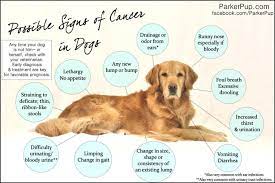 Obesity in dogs is a common concern, but if your pet slims down too much or drops pounds quickly and unexpectedly, this could be. 11 Signs Of Cancer In Dogs Service Dog Certifications