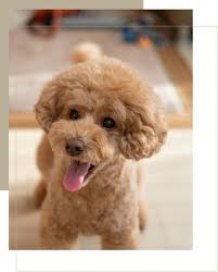toy poodle fifth ave pets