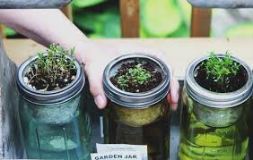 Kitchen Herbs In Recycled Mason Jars