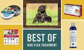 14 best flea and tick prevention