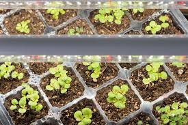 how to use grow lights for seed starting