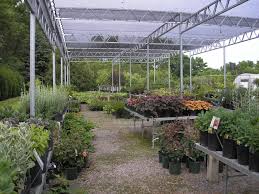 plants redwood falls nursery