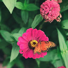 zinnias will attract erflies and