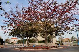 Image result for ‫בומבקס הודי‬‎