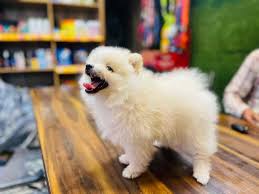 top pet s for pomeranian dog in