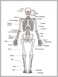 These human body worksheets and printables are suitable for grades 1 to the fourth grades. Human Body Bones Parts Human Anatomy