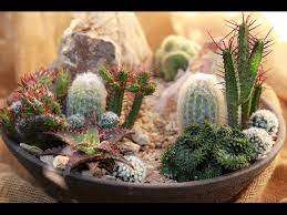 Desert Cactus Garden