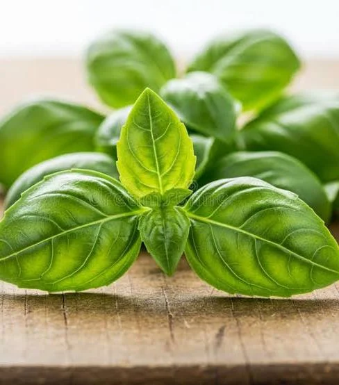 2,199 Ocimum Basilicum Stock Illustrations, Vectors & Clipart - Dreamstime