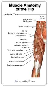 Anterior muscles extend your legs and flex your thighs. Groin Strain Information