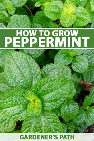 Grow And Care For Peppermint Plants