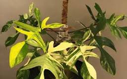 Image Result For Philodendron Florida Bronze