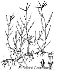 Potensi ekstrak daun bambu apus (gigantochloa apus kurz)sebagai bioherbisida penghambat perkecambahan biji dan pertumbuhan gulma rumput grinting (cynodon . Cynodon Dactylon Tropical Forages