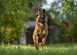belgian malinois dog breed health and