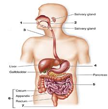 label the diagram of digestive system