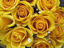 yellow roses blooms picture