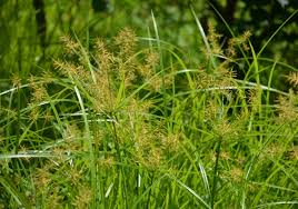 Rumput teki adalah salah satu tumbuhan yang lebih dikenal sebagai gulma karena keberadaannya sering mengganggu pertumbuhan tanaman lain. Manfaat Rumput Teki Website Putat