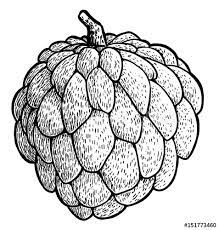 Write out a sensory evaluation on the appearance, aroma, taste and texture of both custard and the pastry crust. Cool Outline Custard Apple Drawing The Campbells Possibilities