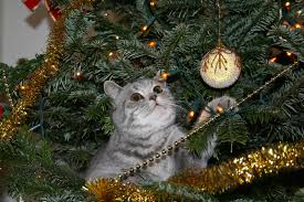 JÕULUKUUSE ABI: 12 töötavat nippi, kuidas päästa oma jõulukuusk kassi eest!  - LUGEJAKIRI