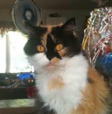 We actively show our persians throughout the year. Bezio Persian Kittens Home Facebook