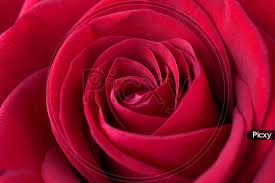 red rose flower wallpaper vp996414 picxy