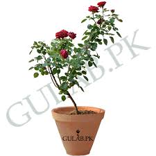 rose ghulab plant nursery in