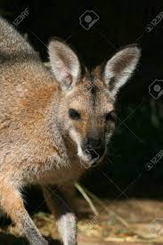 Red Kingaroo Head And Forebody Stock Photo, Picture And Royalty Free Image.  Image 966797.