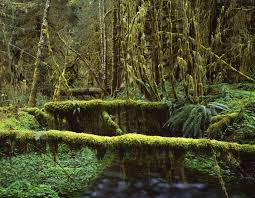 list of tropical rainforest plants