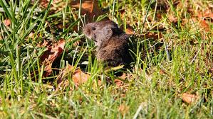 how to get rid of voles in your yard