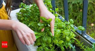 Easily Grow In Your Kitchen Garden