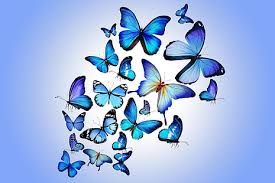 blue erflies erfly colorful