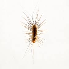 House Centipede Identification Info