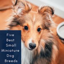5 best small miniature dog breeds