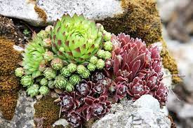 Planting Succulents In Rocks