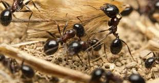 Ants In The Garden Without Killing Plants