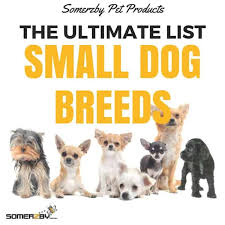 Small Dog Breeds The Ultimate List Of Dog Breeds 2019