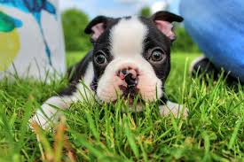 how the boston terrier got its name