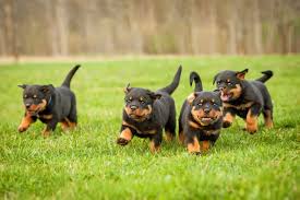dock or not to dock a rottweiler s tail