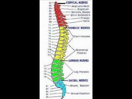 Map Of The Spinal Column