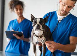hemangiosarcoma in dogs petmd