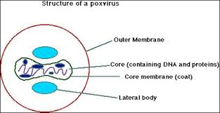 It is one of the human orthopoxviruses that includes variola (varv), cowpox (cpx), and vaccinia (vacv) viruses. Poxviruses And Parvoviruses
