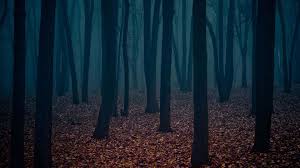200 dark forest backgrounds