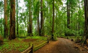 Check spelling or type a new query. Henry Cowell Redwoods State Park State Parks Road Trip Places Lake George Camping