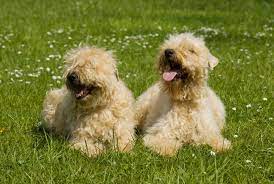 irish soft coated wheaten terrier