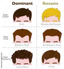 dominant recessive genes hair traits