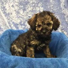 poodle mix puppy tullys kennels