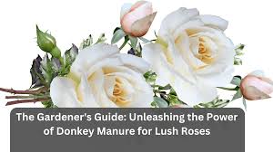 donkey manure for lush roses