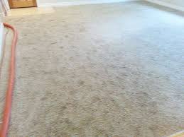 major carpet cleaning service